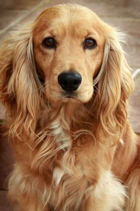 a close up of a dog looking at the camera