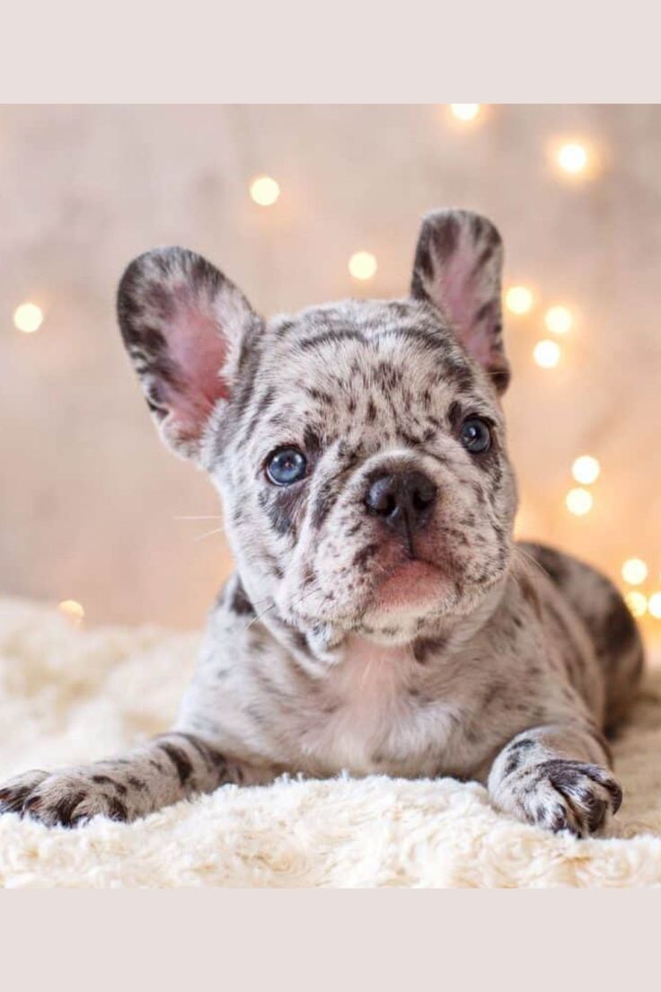 a small dog laying on top of a fluffy white blanket with christmas lights behind it