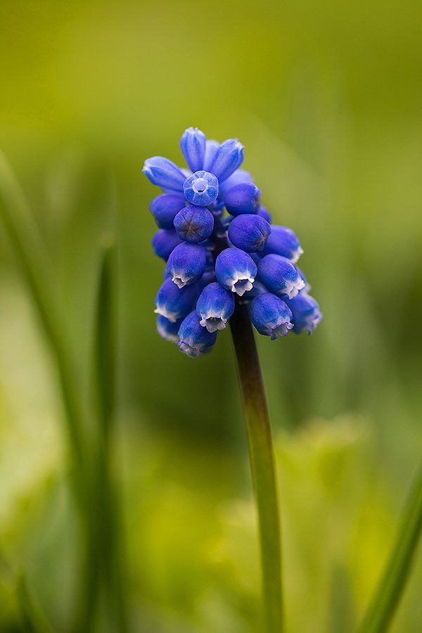 a close up of a blue flower with green grass in the backgrounnd