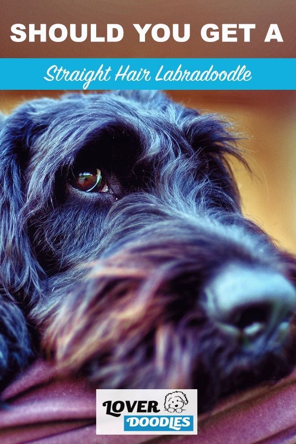 a black dog with brown eyes is wearing a purple scarf and has the words, should you get a straight hair labdoodle?