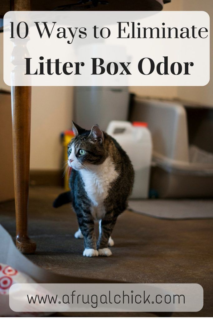 a cat standing under a table with the words 10 ways to eliminating litter box odor