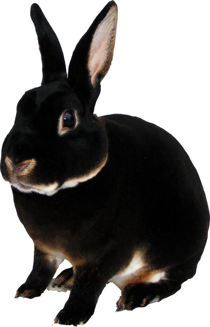 a small black rabbit sitting on top of a white floor