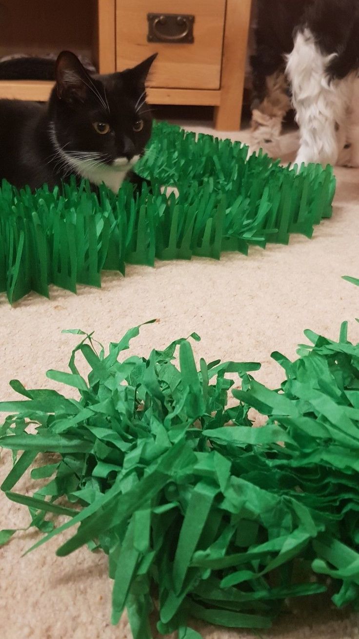 a black and white cat laying on the ground next to some green shredded paper grass