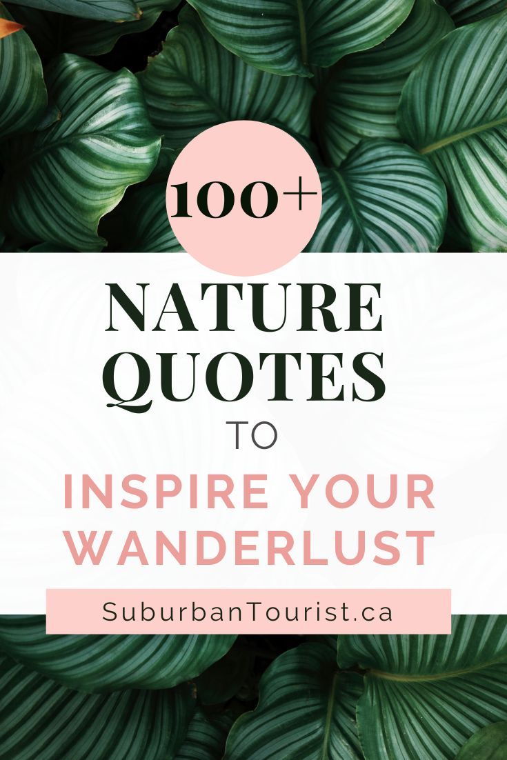 Over 100 Inspirational Nature Quotes. Wilderness Quotes Wild Women, Wild Nature Quotes, Outdoor Quotes Nature Inspiration, Wildlife Captions For Instagram, Nature Is Healing Quotes, Tree Quotes Inspirational, Lost In Nature Quotes, Outdoor Quotes Nature, Mushroom Quotes