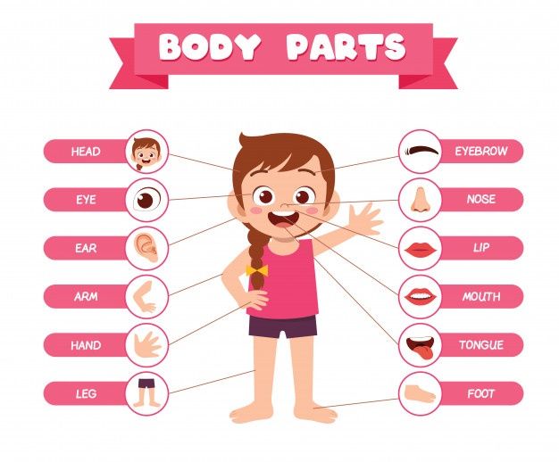 Happy cute kid girl body part anatomy | Premium Vector #Freepik #vector #infographic #girl #character #cartoon Parts Of The Body For Kids, Body Parts For Kids, Body Parts Preschool, Body Chart, Human Body Organs, Smile Drawing, Human Body Parts, Kids Study, Charts For Kids