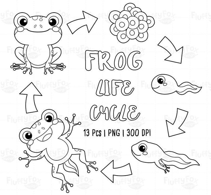 frog life cycle coloring page for kids to print and color with the frog on it's back