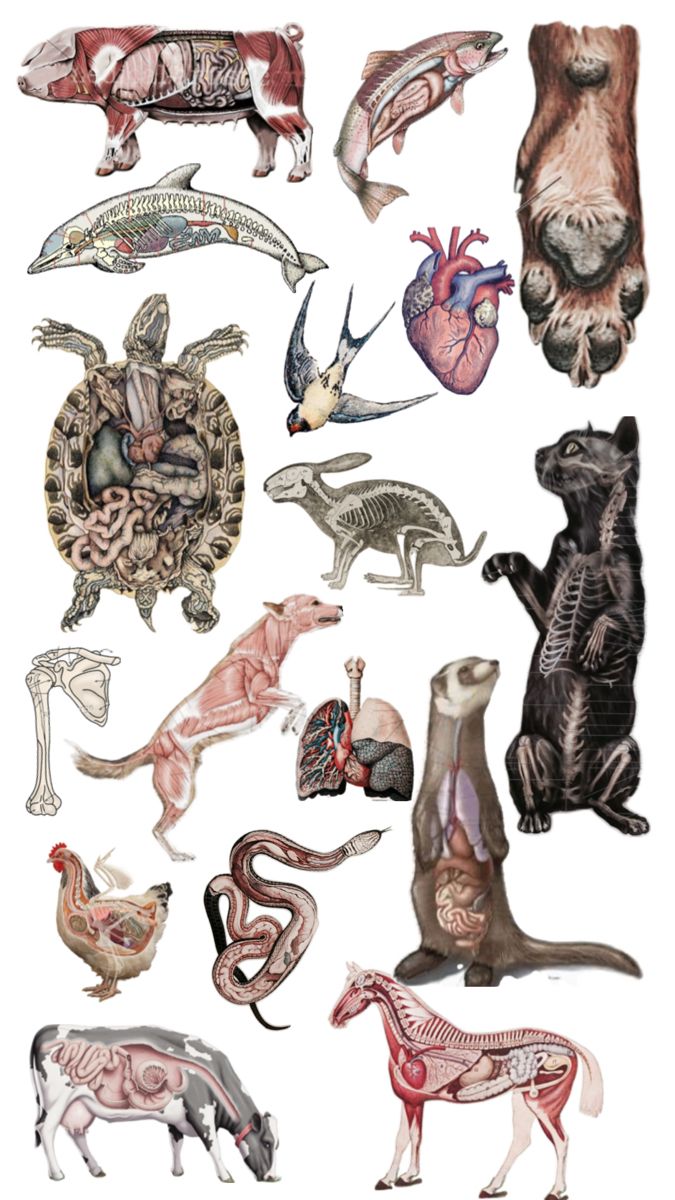 an image of various animals and their body parts