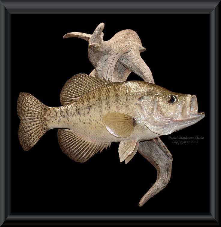 two large fish are shown in a black frame with an animal on it's back