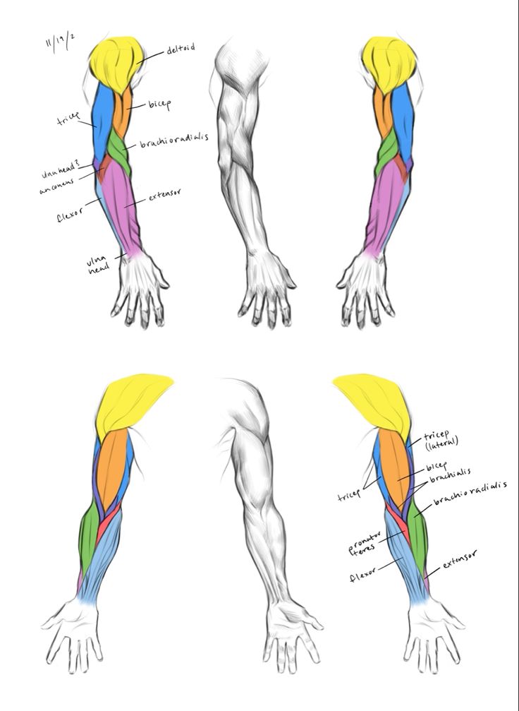 the muscles are shown in different colors and sizes, including one with two hands on each side