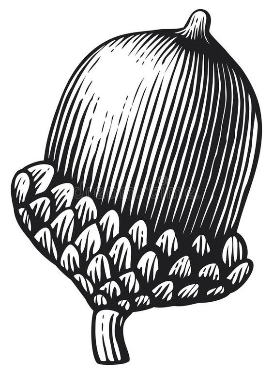 an onion is shown in black and white on a white background, vintage engraving or woodcut style