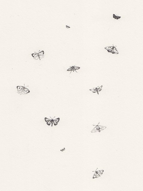 several butterflies flying in the air on a white background