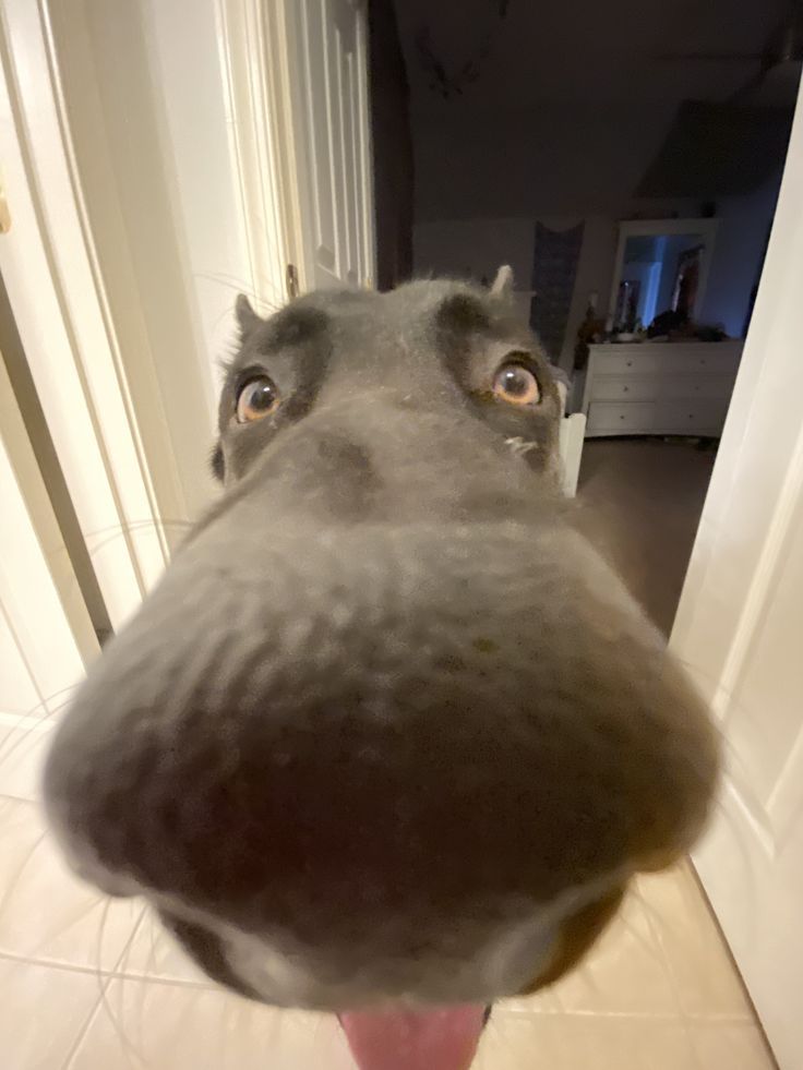 a close up of a dog's face with it's tongue sticking out