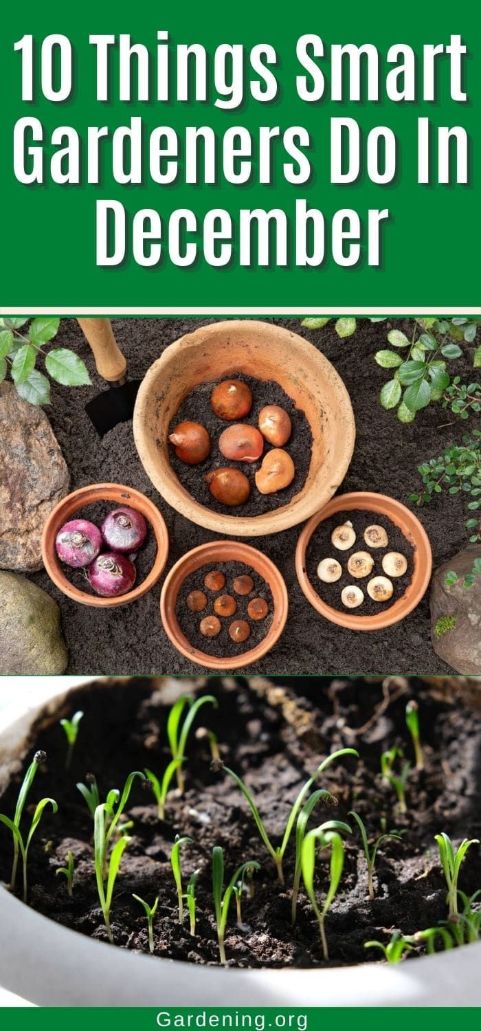 small garden with plants and rocks in the background text reads 10 things smart gardeners do in december