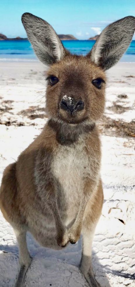 a kangaroo standing on its hind legs in the snow