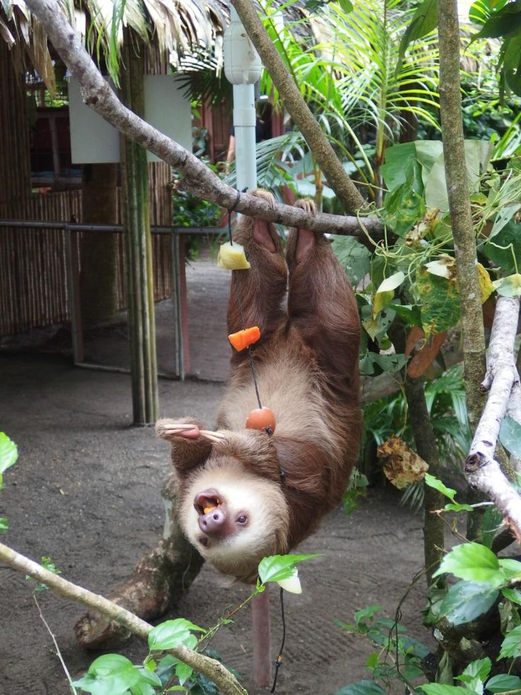 a brown and white sloth hanging upside down on a tree branch with carrots in it's mouth