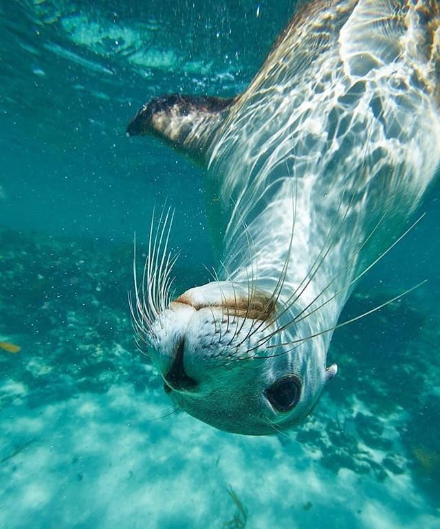 a sea lion swimming in the ocean with it's head above the water surface