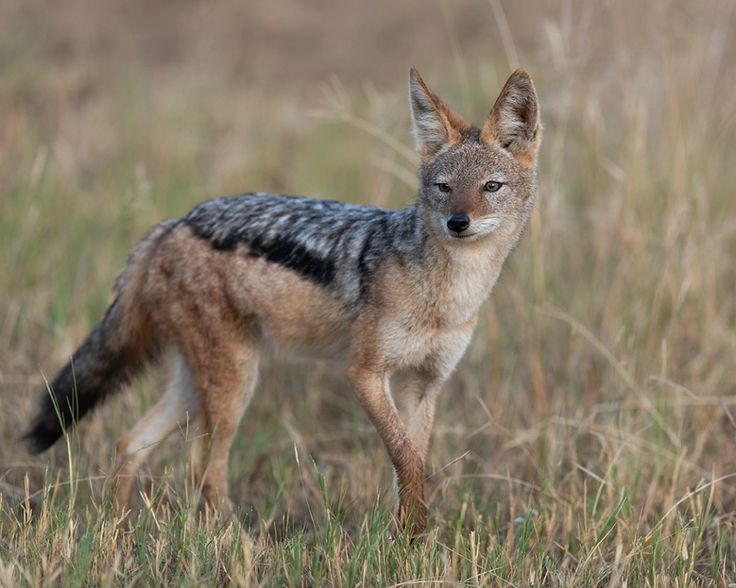 a small brown and black animal standing on top of a grass covered field with tall dry grass