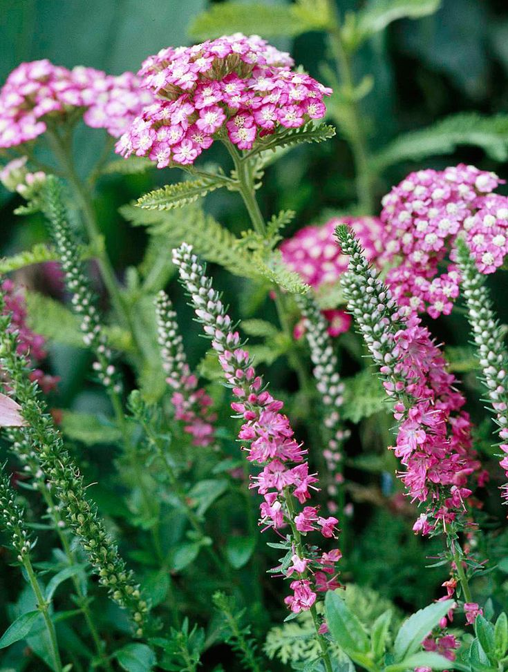 some pink flowers are growing in the grass