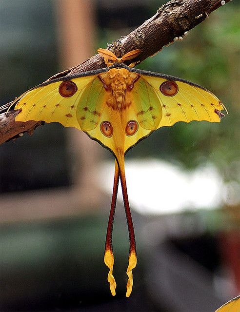 a yellow and brown moth hanging from a branch with the words good morning on it