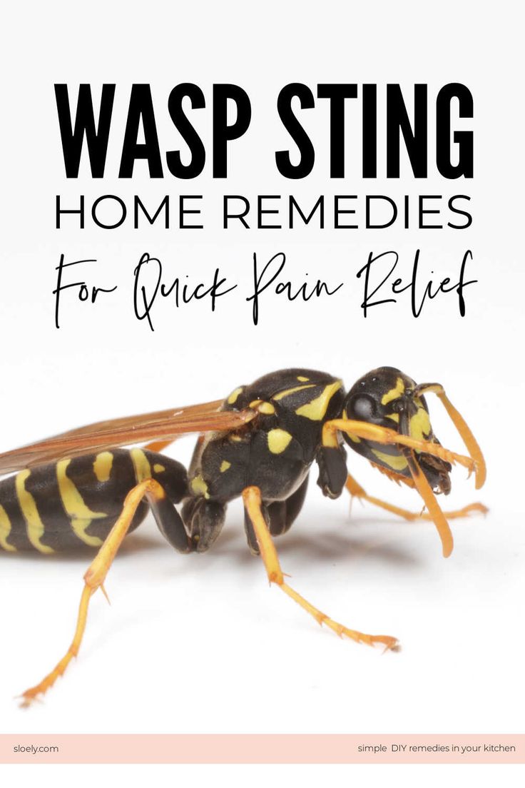 Quick DIY home remedies for wasp stings you can make from kitchen ingredients for fast relief. #waspsting #remedies #homeremedies #diyremedy Baking Soda Paste For Bee Sting, Home Remedy For Wasp Sting, Essential Oil For Wasp Sting, Essential Oils For Wasp Stings, Natural Bee Sting Remedy, Hornet Sting Remedy, How To Treat A Wasp Sting, Bee Stings Relief Swelling, Wasp Sting Remedy Swelling