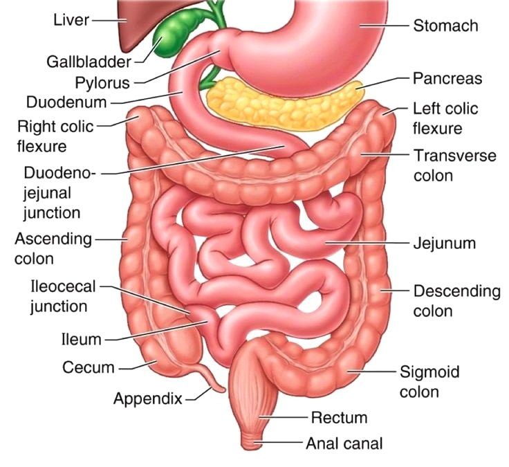 Intestines Anatomy, Digestive System Anatomy, Sigmoid Colon, Large Bowel, Sistem Pencernaan, Human Digestive System, Small Intestine, Benefits Of Sleep, Human Body Anatomy