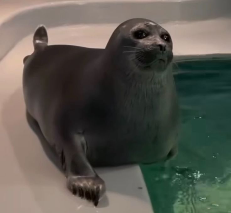 a seal is sitting in the water and looking at the camera