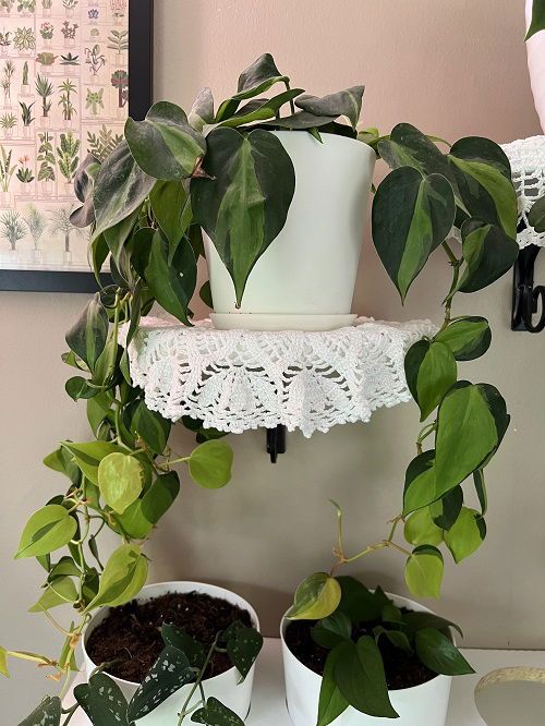 18 Ways to Decorate With Philodendrons in Home | Balcony Garden Web