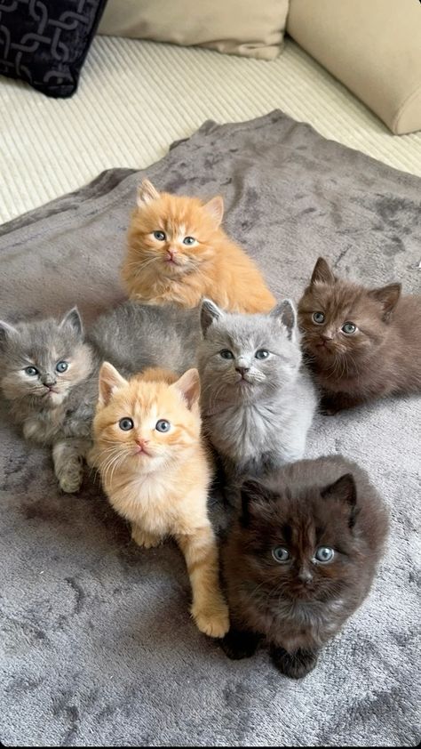 a group of kittens laying on top of a bed next to eachother