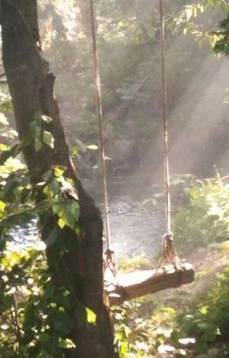 a tree swing suspended over a river in the woods with sunlight streaming through the trees