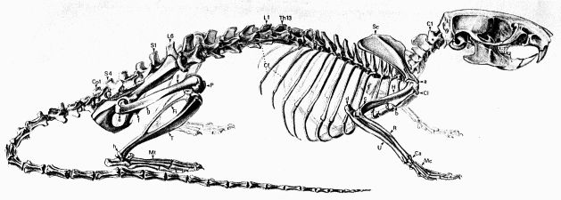 an animal skeleton is shown in black and white