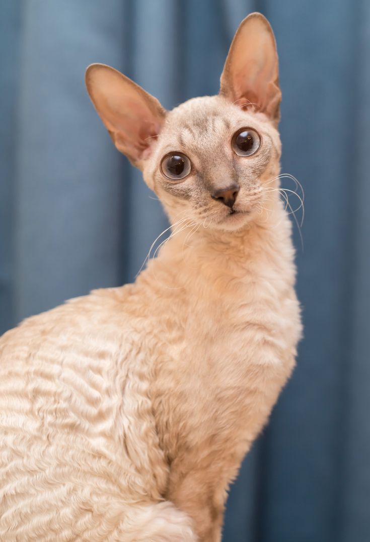 a white cat sitting on top of a table next to a blue curtain and looking at the camera