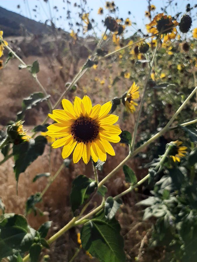 a large sunflower in the middle of a field