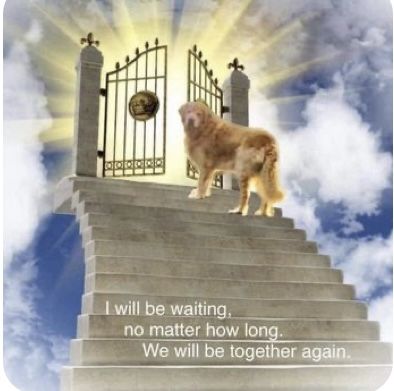 a dog standing on top of a set of stairs with a gate in the background