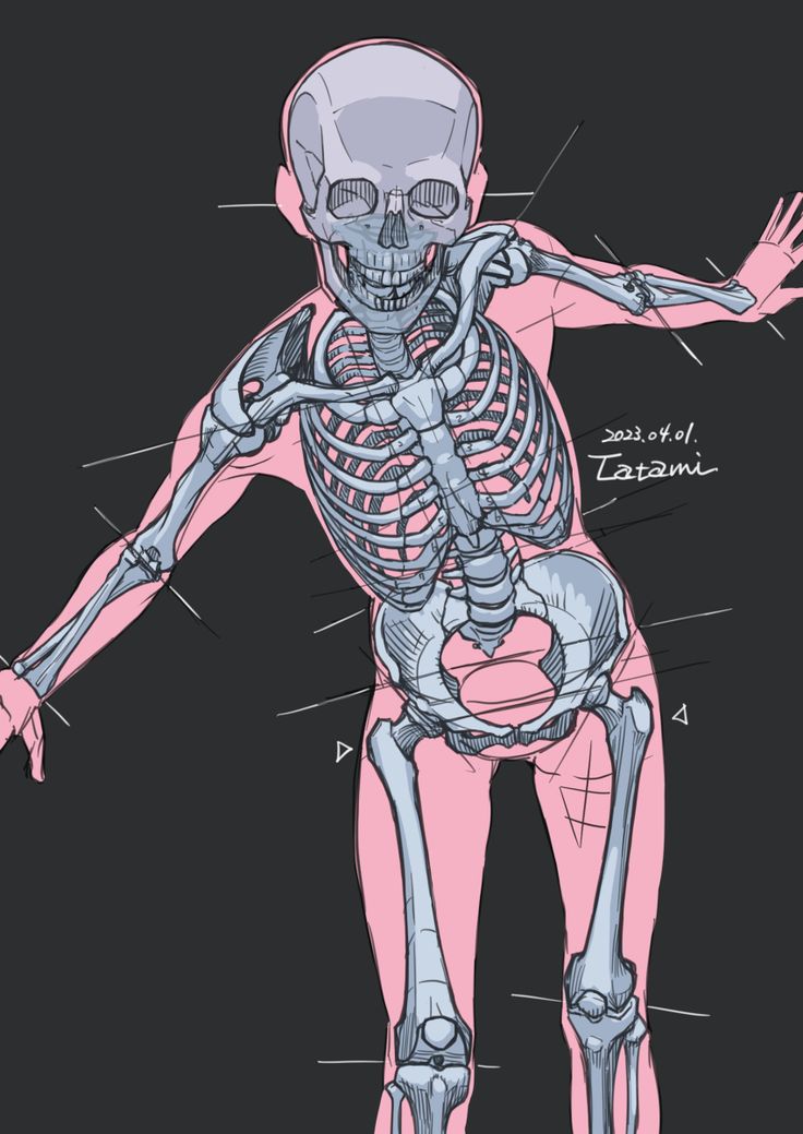 the skeletal skeleton is shown in pink and black, with diagrams on its back side