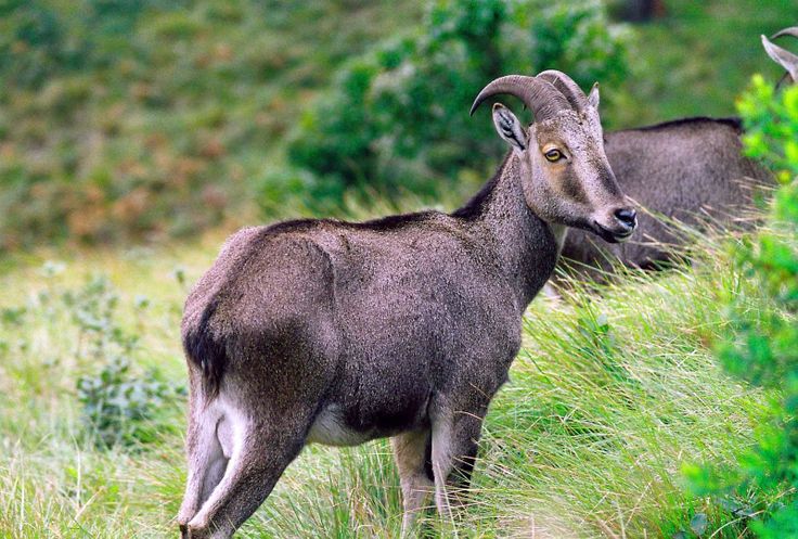 two goats are standing in the tall grass