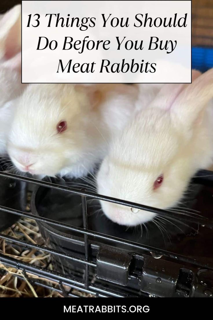 three white rabbits in a cage with the words 13 things you should do before you buy meat rabbits