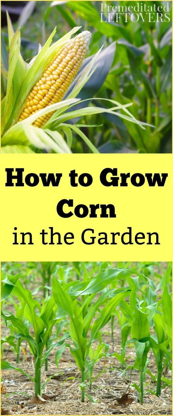 corn growing in the garden with text overlay how to grow corn in the garden