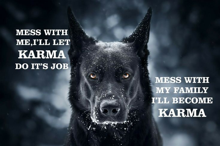 a black dog with the words, mess with me i'll let karma do it's job