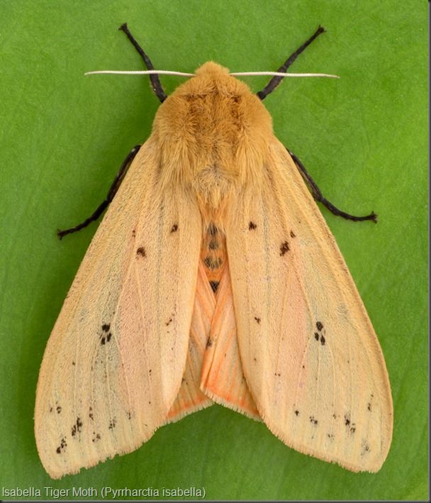 a close up of a moth on a green surface