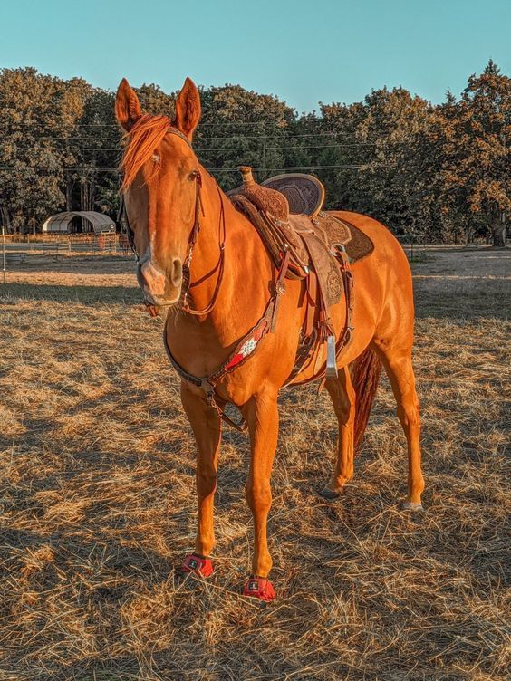 a brown horse standing on top of a dry grass field