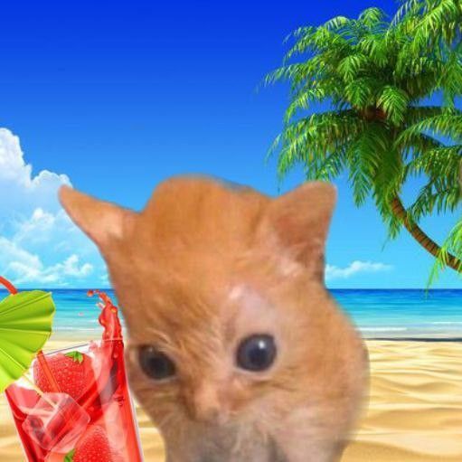 a small brown cat standing on top of a sandy beach next to an umbrella and bag