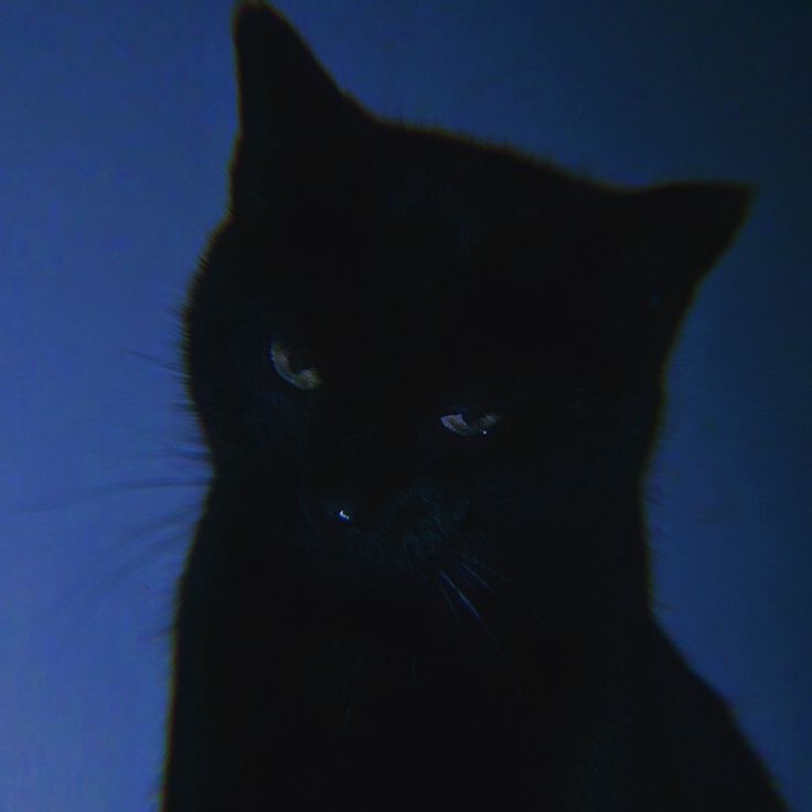 a black cat sitting in the dark with its eyes wide open and looking straight ahead