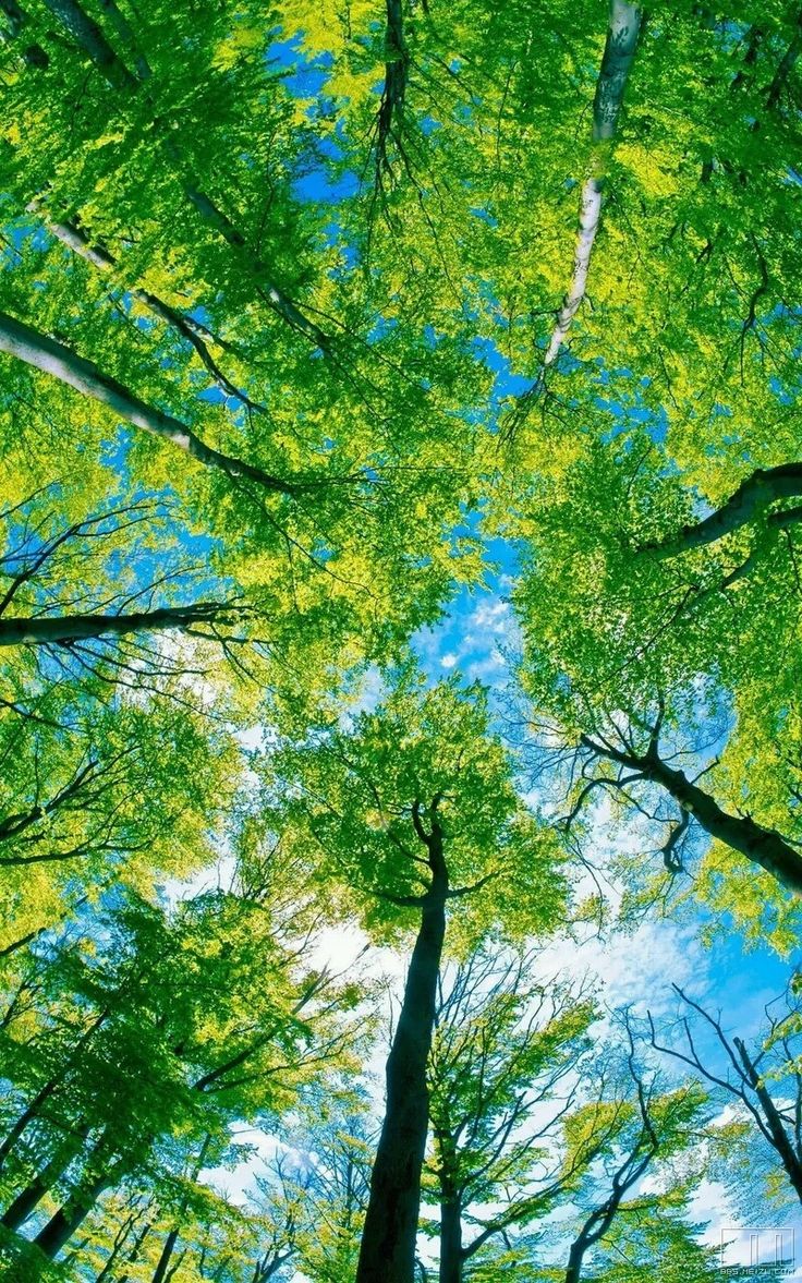 looking up at the tops of tall trees in a forest with bright green leaves and blue sky