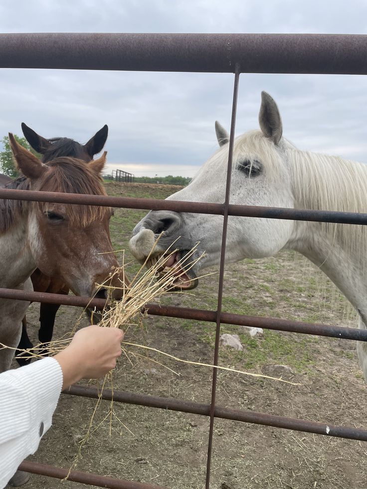 two horses standing next to each other behind a fence eating hay from a person's hand