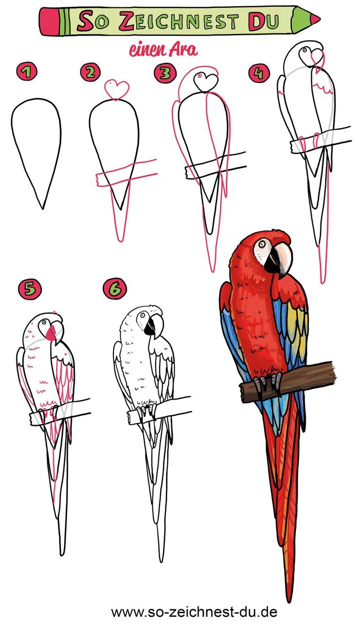 how to draw a macaw parrot in 3 easy steps step by step instructions for beginners