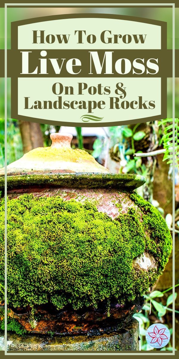 moss growing on an old stone pot in the woods with text overlay that reads how to grow live moss on pots and landscape rocks