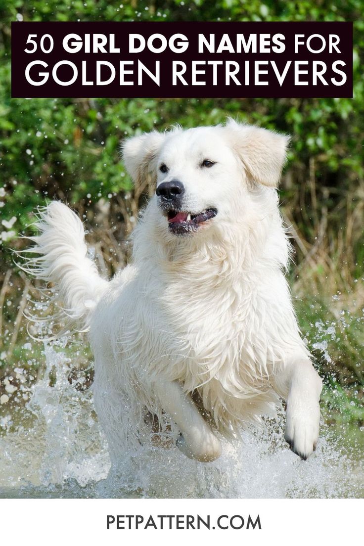 a white dog running through water with the words, 50 girl dog names for golden retrievers