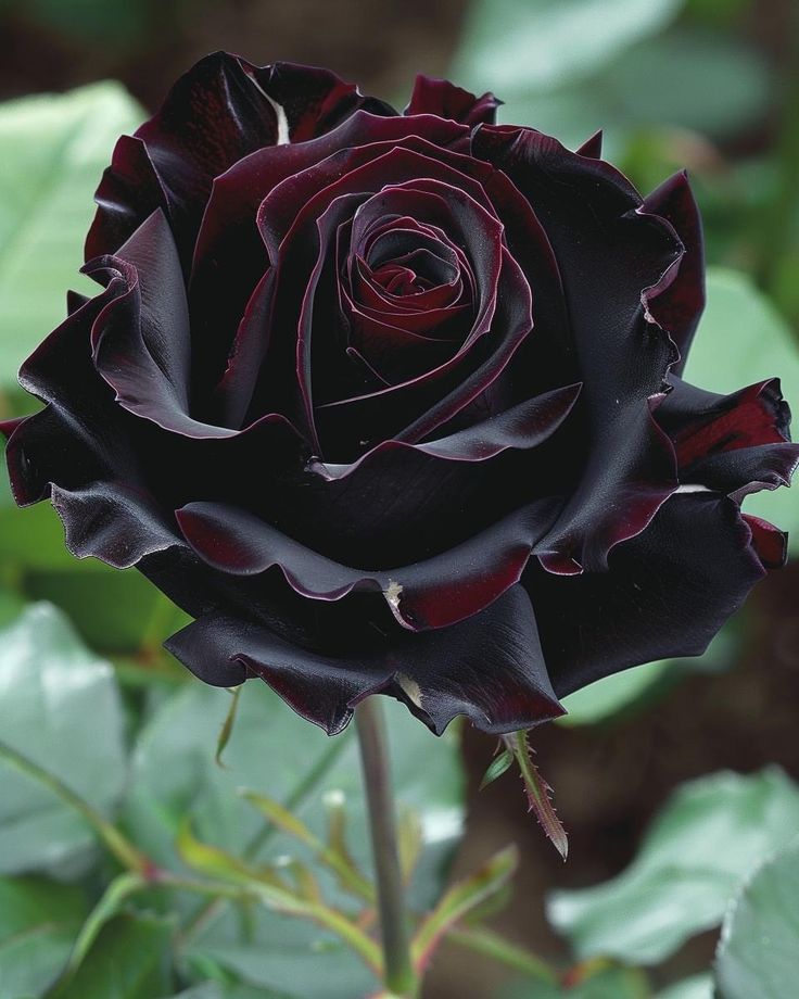 a black rose with green leaves in the foreground and dark red petals on it