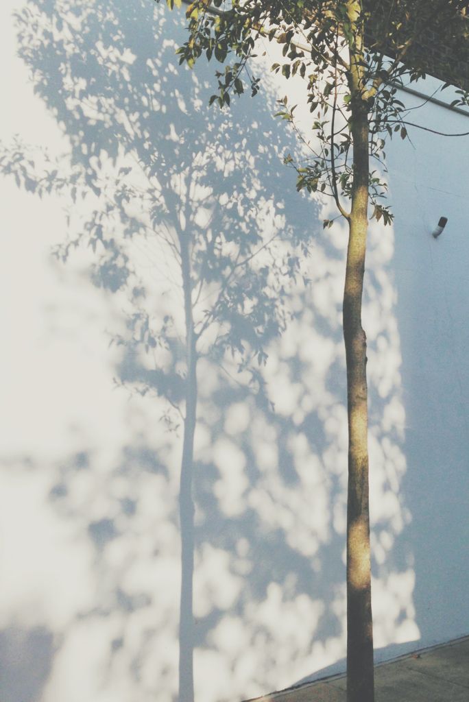 a tree casts a shadow on the wall