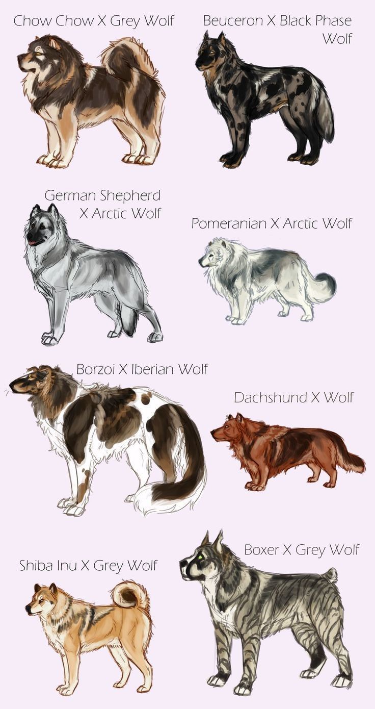 the different types of dogs are shown in this drawing style, and each dog has its own name on it